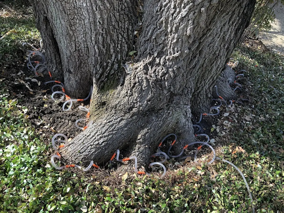Detailed Tree Cabling and Bracing job site in Fayette City