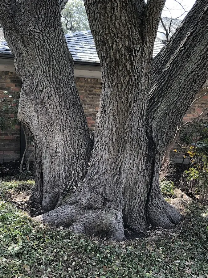 Mature heritage tree close to a Fayette City property cared for by certified arborists